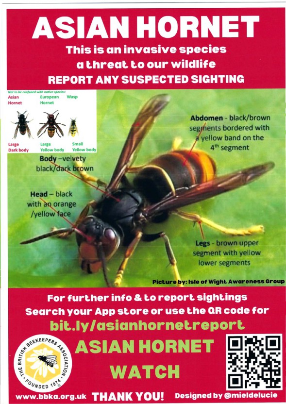 How to report an Asian Hornet sighting